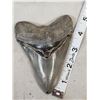 Image 1 : Big Fossilized Megalodon Shark Tooth Fossil