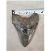 Image 2 : Big Fossilized Megalodon Shark Tooth Fossil
