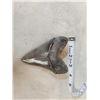 Image 3 : Big Fossilized Megalodon Shark Tooth Fossil