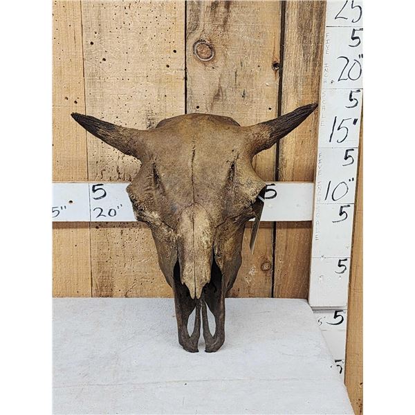 Ancient Partially Fossilized American Bison Buffalo Skull