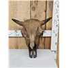 Image 1 : Ancient Partially Fossilized American Bison Buffalo Skull