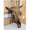 Image 2 : Ancient Partially Fossilized American Bison Buffalo Skull