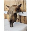 Image 3 : Ancient Partially Fossilized American Bison Buffalo Skull