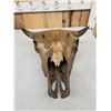 Image 4 : Ancient Partially Fossilized American Bison Buffalo Skull