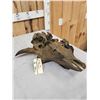 Image 5 : Ancient Partially Fossilized American Bison Buffalo Skull
