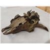 Image 6 : Ancient Partially Fossilized American Bison Buffalo Skull
