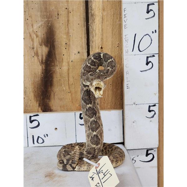 Diamondback Rattlesnake Full Body Taxidermy Mount