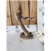 Image 2 : Diamondback Rattlesnake Full Body Taxidermy Mount