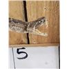 Image 3 : Diamondback Rattlesnake Full Body Taxidermy Mount