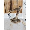 Image 4 : Diamondback Rattlesnake Full Body Taxidermy Mount