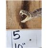 Image 5 : Diamondback Rattlesnake Full Body Taxidermy Mount