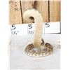 Image 6 : Diamondback Rattlesnake Full Body Taxidermy Mount