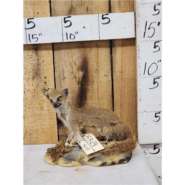 African Meerkat Full Body Taxidermy Mount