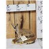 Image 1 : African Meerkat Full Body Taxidermy Mount