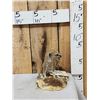 Image 2 : African Meerkat Full Body Taxidermy Mount