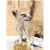 Image 3 : African Meerkat Full Body Taxidermy Mount