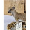 Image 4 : African Meerkat Full Body Taxidermy Mount