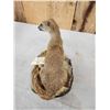 Image 5 : African Meerkat Full Body Taxidermy Mount