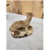 Image 6 : African Meerkat Full Body Taxidermy Mount
