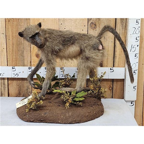 Juvenile Baboon Full Body Taxidermy Mount