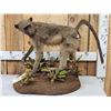 Image 1 : Juvenile Baboon Full Body Taxidermy Mount