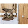Image 2 : Juvenile Baboon Full Body Taxidermy Mount