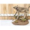Image 3 : Juvenile Baboon Full Body Taxidermy Mount