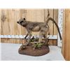 Image 4 : Juvenile Baboon Full Body Taxidermy Mount
