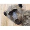 Image 5 : Juvenile Baboon Full Body Taxidermy Mount
