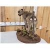 Image 6 : Juvenile Baboon Full Body Taxidermy Mount