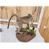 Image 8 : Juvenile Baboon Full Body Taxidermy Mount