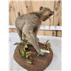 Image 9 : Juvenile Baboon Full Body Taxidermy Mount
