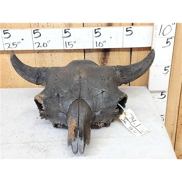 Ancient Partially Fossilized American Bison Buffalo Skull