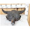Image 1 : Ancient Partially Fossilized American Bison Buffalo Skull