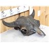 Image 3 : Ancient Partially Fossilized American Bison Buffalo Skull