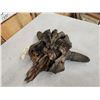 Image 5 : Ancient Partially Fossilized American Bison Buffalo Skull