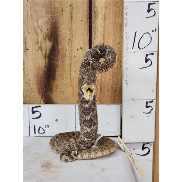 Diamondback Rattlesnake Full Body Taxidermy Mount
