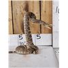 Image 2 : Diamondback Rattlesnake Full Body Taxidermy Mount