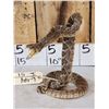 Image 4 : Diamondback Rattlesnake Full Body Taxidermy Mount