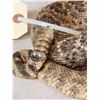 Image 6 : Diamondback Rattlesnake Full Body Taxidermy Mount