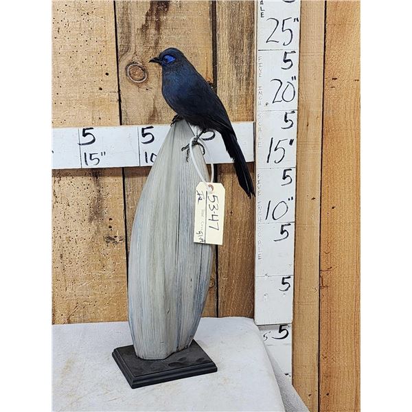 Rare Blue Coua Full Body Bird Taxidermy