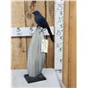 Image 1 : Rare Blue Coua Full Body Bird Taxidermy