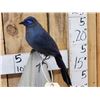 Image 2 : Rare Blue Coua Full Body Bird Taxidermy