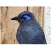 Image 3 : Rare Blue Coua Full Body Bird Taxidermy