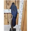 Image 5 : Rare Blue Coua Full Body Bird Taxidermy