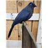Image 7 : Rare Blue Coua Full Body Bird Taxidermy