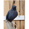 Image 8 : Rare Blue Coua Full Body Bird Taxidermy