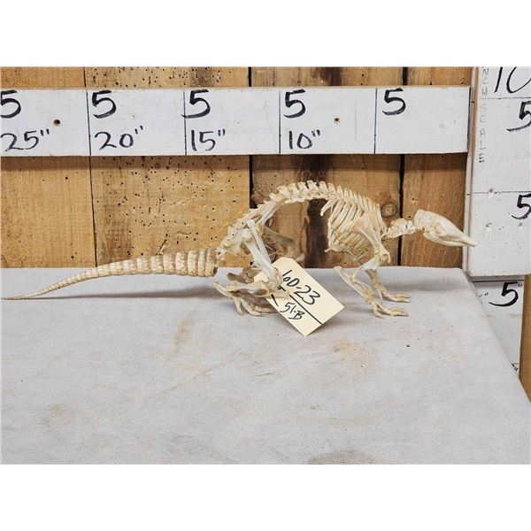 Professionally Articulated Armadillo Skelton Taxidermy