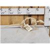 Image 1 : Professionally Articulated Armadillo Skelton Taxidermy
