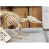 Image 2 : Professionally Articulated Armadillo Skelton Taxidermy